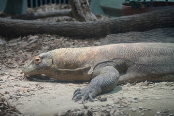 Komodo dragon walking on the ground in natural habitat