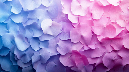 Beautiful hydrangea petals gradient blue pink floral background texture soft bloom.