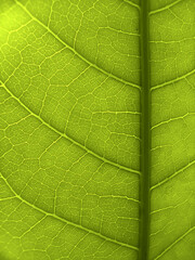 green leaf texture