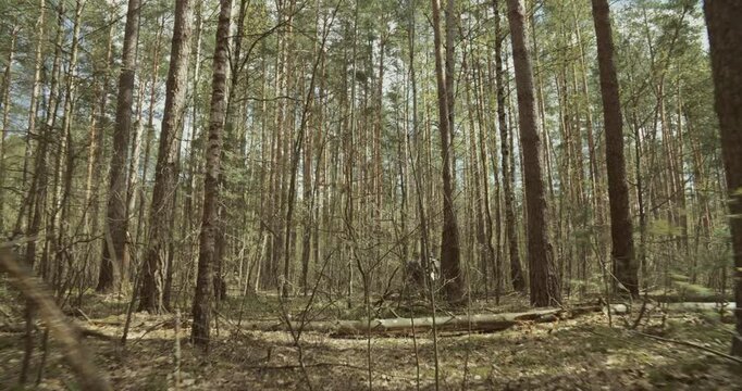 Chasing Group Of Soldiers In Forest. Reenactors Dressed As German Infantry Soldiers With Carabines Mauser 98k Marching By Forest Autumn Season. Reenactment Game. Wermacht Military Uniform