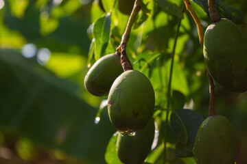 Green tropical fruits on a branch with leaves and water drops, highlighting freshness and natural detail.

