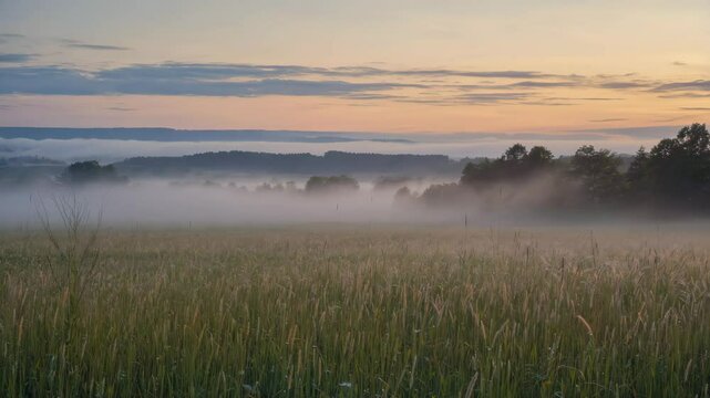 soft morning mist over empty grassy field with trees in the background, and clear sky