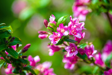 pink weigela blooms in the Botanical garden
