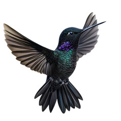 Obraz premium An iridescent hummingbird in mid flight wings spread showcasing nature s on transparent background