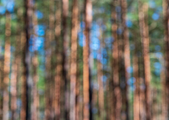 Fototapeta premium Out of focus forest, defocused blurry bokeh background .