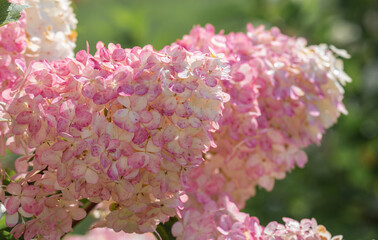 blooming pink Hydrangea or Hortensia flowers in the sunny summer day.