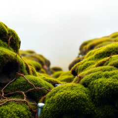 Natural dry dark green moss wide panoramic texture. Abstract large banner nature background