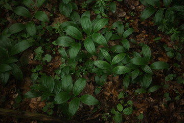 green leaves in the woods