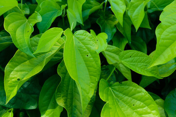 betel leaves that grow well. betel leaves for health