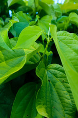 betel leaves that grow well. betel leaves for health