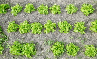 Photo of organic lettuce on a vegetable farm.