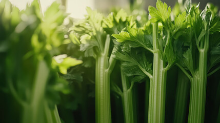 Fototapeta premium Fresh green celery stalks arranged neatly, showcasing vibrant color and texture