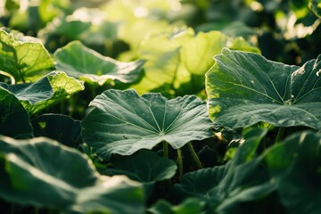 Fresh zucchini growing in leafy summer garden