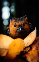 Obraz premium cat and mouse