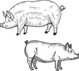 Set of illustrations of a pig in engraving style. Pork illustration on white background. Design elements for logo, emblem, sign. Vector illustration