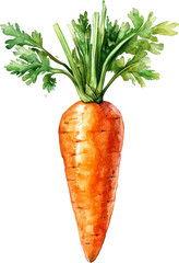 carrot watercolor art illustration 