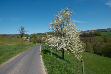 Pyrus communis an einer Straße in der Rhön Nähe Poppenhausen