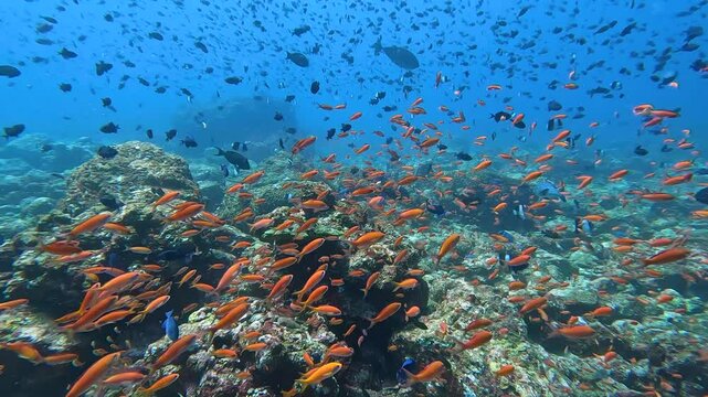 Scuba diving through shoals of colourful vibrant tropical fish in coral reef ecosystem environment of Coral Triangle in Pulau Weh Indonesia