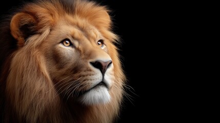 Fototapeta premium Majestic lion king isolated on a black background showcasing powerful expression and graceful stance captured with high fidelity technology