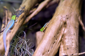 Macro shot of green tree gecko
