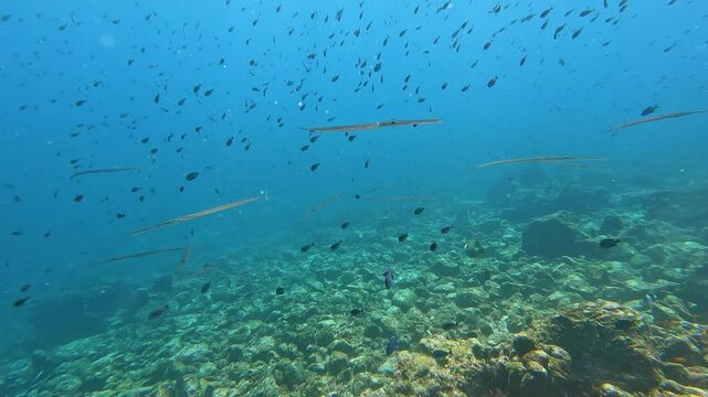 Needlefish and shoals of tropical fish swimming over coral reef in Indian Ocean of Coral Triangle in Pulau Weh Indonesia