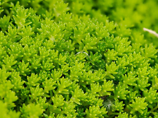 マンネングサのクローズアップ