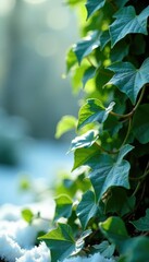 Obraz premium Delicate vine tendrils curling around a snowy white, greenery, vine,