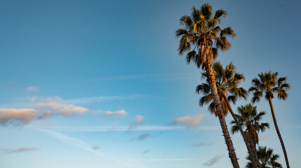 Fototapeta premium California s high palms against a blue sky