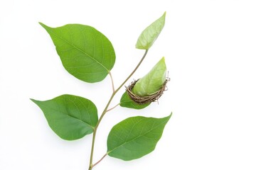 Obraz premium walnut on white background