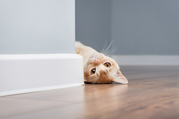 A curious Burmese cat peeks out from behind a blue wall