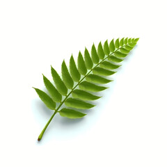 fern leaf on white background