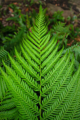 Filigranes Blatt des tasmanischen Baumfarns im Regenwald