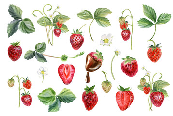 Watercolor strawberry set - watercolor berries, leaves, and flowers for packaging, invitations, and sublimation designs