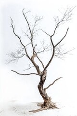 Obraz premium tree silhouette isolated on white