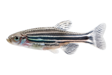 Zebrafish swimming in aquarium water
