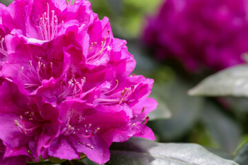 Botanical Garden Flower Symphony Macro Beauty of Nature