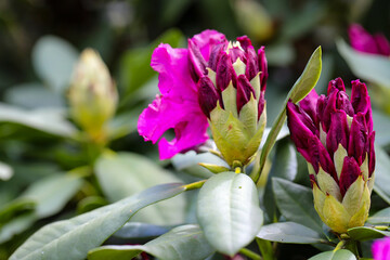 Botanical Garden Flower Symphony Macro Beauty of Nature