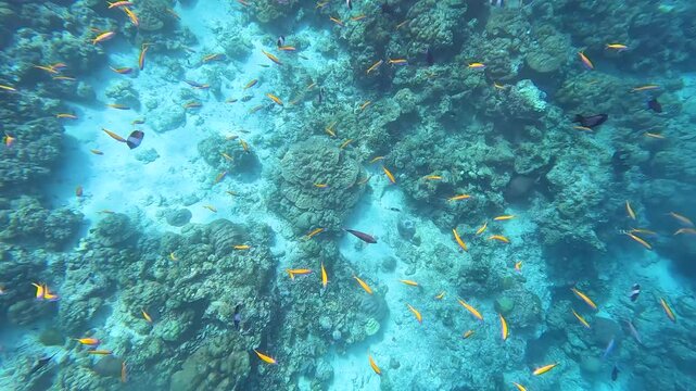 Top down underwater view of Yellow and blueback fusiliers in Coral Triangle of Indian Ocean in Pulau Weh Indonesia