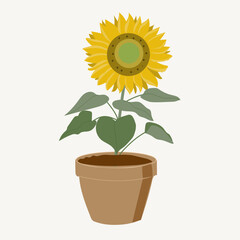 Obraz premium Flat vector sunflower isolated in pot, botany blossom
