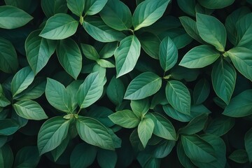 Closeup macro of green organic leaf texture for design background