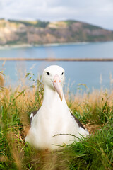 Northern Royal Albatross