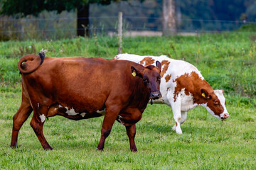 cow in a field