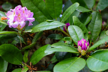 uxurious Botanical Garden Flowers Natural Light Macro Photography