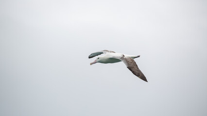 Southern royal albatross