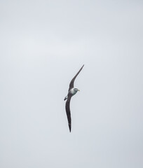 Albatross