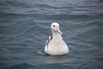Southern royal albatross