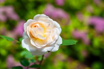 A beautiful Crocus Rose bathed in sunlight, its pale peach petals standing out in a vibrant garden.