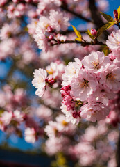 Obraz premium pink cherry blossom