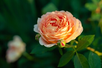 Close-up view of a delicate peach-colored rose in full bloom, illuminated by sunlight against a lush green backdrop.