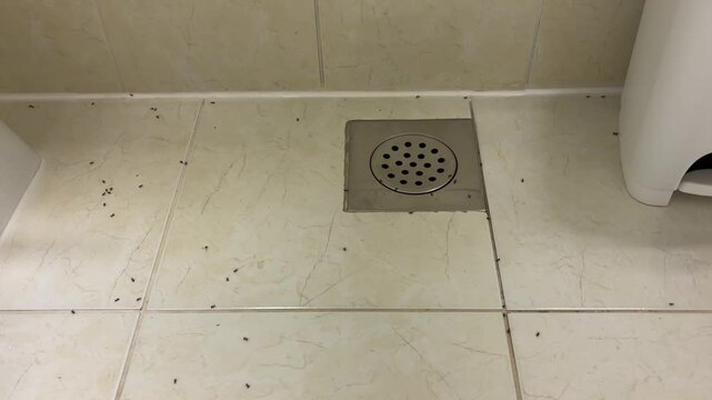 Group of ants moves across tiled bathroom floor, highlighting household pest problem and need for indoor insect control.